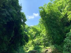 -川西竹海景区