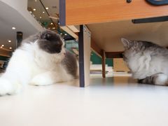 -飞行喵MR PILOT|猫舍·猫咖(静安大融城店)