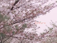 -高东镇樱花园