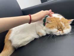 -蚂蚁造型俱乐部