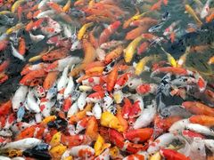-大门水乡·顺德菜