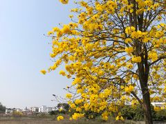 -天适樱花悠乐园