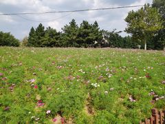 -羊亭河湿地公园