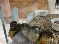 -帕帕拉兹宠物(亚洲旗舰店)