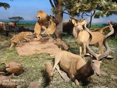 -国家自然博物馆