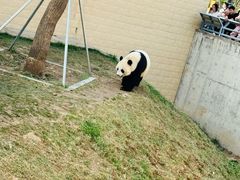 -石家庄市动物园