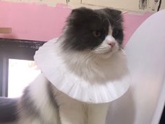 -李小姐の猫咖啡馆(五角场店)