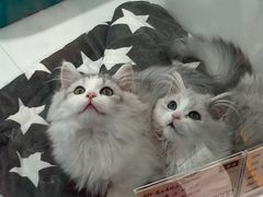 -1013 PET SHOP精品宠物商店(丁香店)