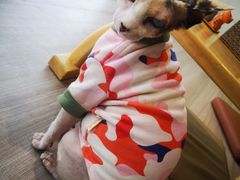 -藏猫猫咖啡主题馆(中央大道店)