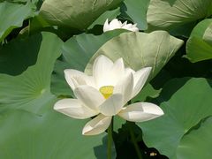 -莲湖公园