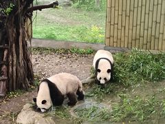 -重庆动物园·东二门售票处