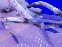 -上海海洋水族馆