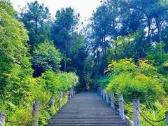 -铁山坪森林公园