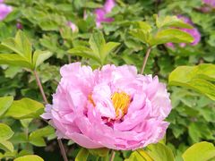 -洛阳市隋唐城遗址植物园
