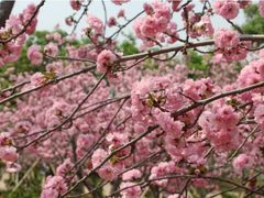 -天适樱花悠乐园