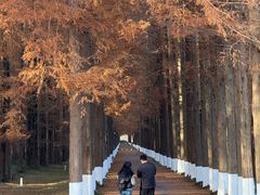 -黄海国家森林公园