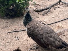 -西霞口神雕山野生动物世界