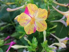 -保利·罗兰香谷