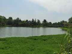 -桤木河湿地公园