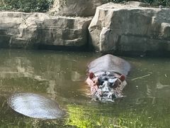 -上海野生动物园