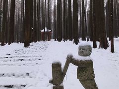 -武陵山森林公园