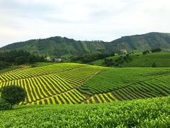 -帐篷客·溪龙茶谷度假酒店