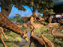 -国家自然博物馆