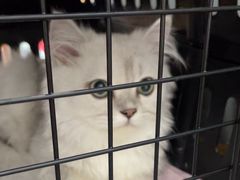 -艾贝尔宠物医院·24H转诊中心·肿瘤猫专科(江宁双龙店)
