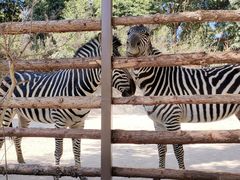 -泉州海丝野生动物世界