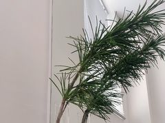 -素咫咖啡CLIFEROSE(新安店)