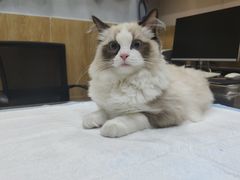 -瑞派名望24h动物医院异宠专科·猫专科·骨科·重症监护分院