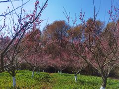 -上海海湾国家森林公园