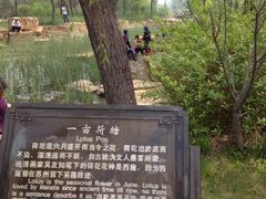 -曹州牡丹园