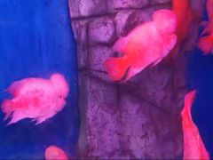 -泉州海丝野生动物世界