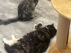 -楼上猫咖(罗湖店)