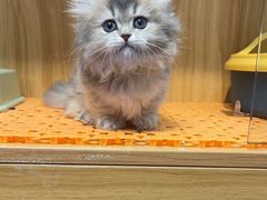 -欣宠猫屋·矮脚拿破仑·蓝金金渐层