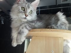 -十年猫舍·猫咪专门店(普陀店)