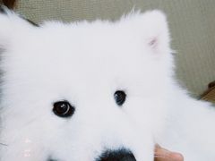 -星多哈·狗咖·拼豆·咖啡