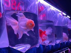 -华声天桥民俗文化园