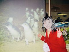 -企鹅岛