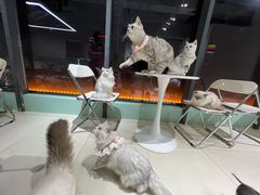 -怪兽屋·羊驼·猫咖·狗咖(俊华广场店)