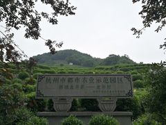 -龙井村