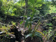 -海口火山口国家地质公园