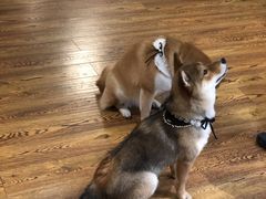 -柴务处·柴犬主题狗咖