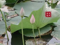 -艾溪湖湿地公园