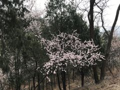 -北京西山国家森林公园