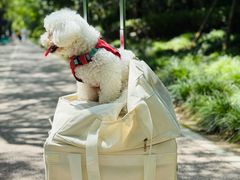 -瑞鹏宠物医院·宠保定点·心脏科·内科(御桥分院)