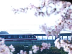 -羊山湖公园