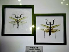 -上海昆虫博物馆