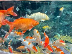 -上海海洋水族馆